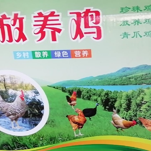 渭源县鸡肉类 放养鸡