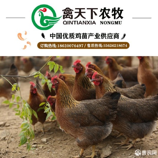 广州 清远麻鸡2号公土麻鸡苗黄脚土鸡苗*体禽苗包邮