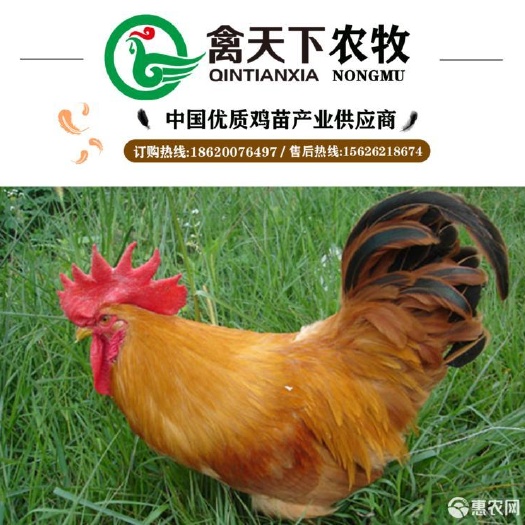 广州 三黄鸡1号公土鸡苗禽天下20年老店包疫苗包路损全国发货放心