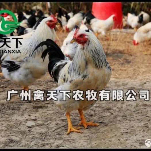 广州 彩凤鸡苗稻花鸡苗雪山鸡苗土鸡苗活体禽苗包邮