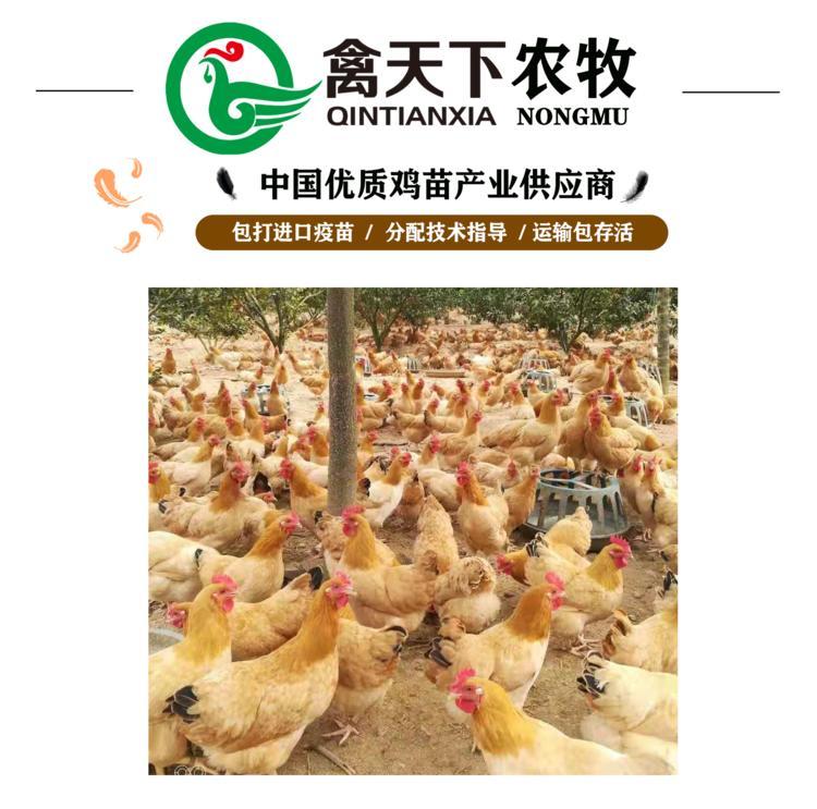  三黄土鸡2号母禽天下鸡苗包疫苗包路损全国发货值得放心买卖
