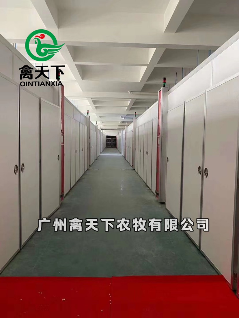  三黄土鸡2号母禽天下鸡苗包疫苗包路损全国发货值得放心买卖