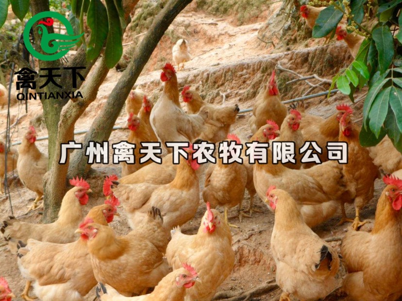  三黄土鸡2号母禽天下鸡苗包疫苗包路损全国发货值得放心买卖