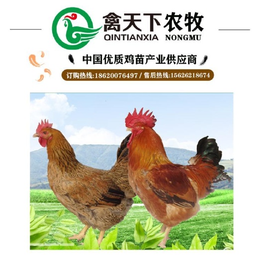 广州 良凤花公鸡苗禽天下20年老店包疫苗包路损全国发货值得放心买