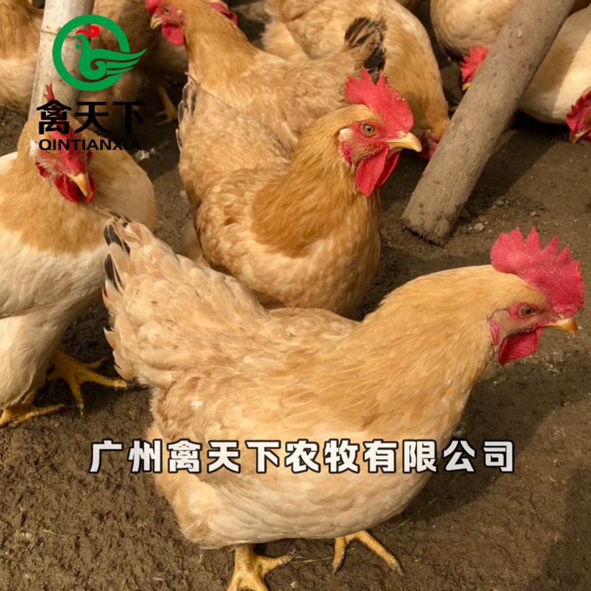  三黄土鸡2号母禽天下鸡苗包疫苗包路损全国发货值得放心买卖