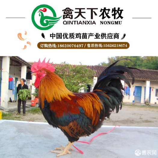 广州 清远麻鸡苗麻羽公土鸡2号禽天下包疫苗包路损全国发货放心买卖