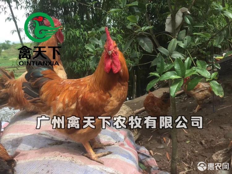  快大黄花鸡3号鸡苗禽天下20年老店包疫苗包路损全国发货