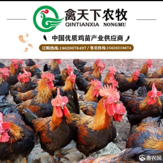 广州 天露黑5号公鸡苗禽天下20年老店全国发货放心买卖