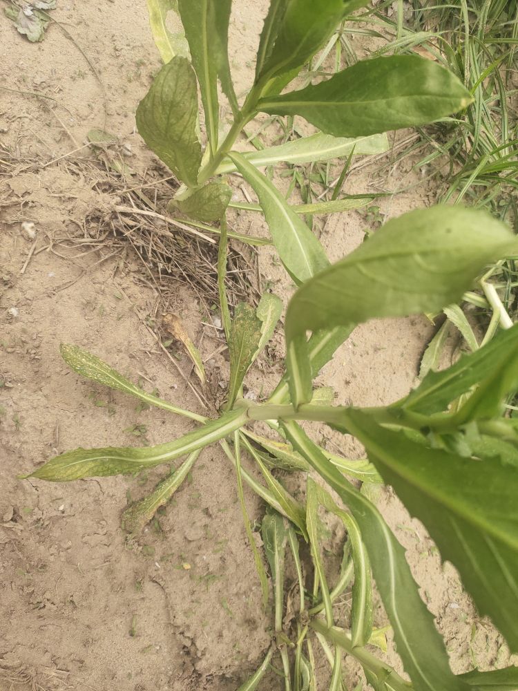 老师好我想问一下红花田间苗后除草用菊花科除草剂就行呢能不能推荐一