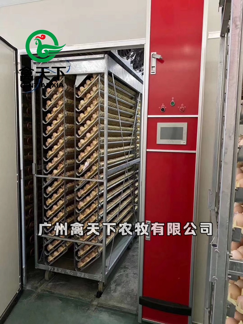  三黄土鸡2号母禽天下鸡苗包疫苗包路损全国发货值得放心买卖