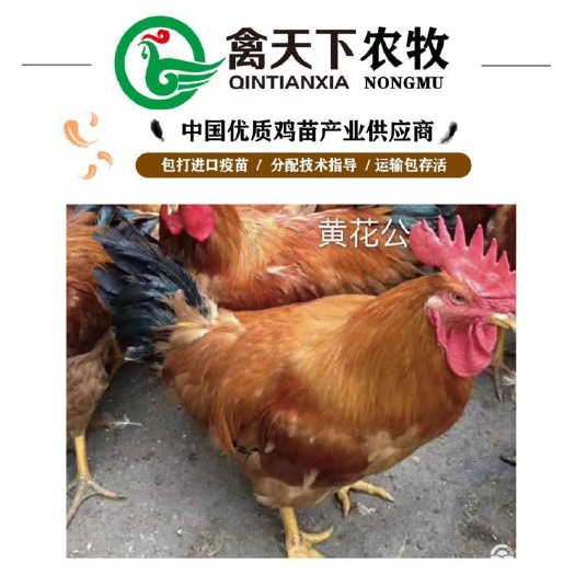 广州 快大黄花鸡3号鸡苗禽天下20年老店包疫苗包路损全国发货