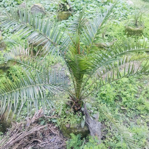 成都成都供应优质加拿利海枣/地苗/袋苗