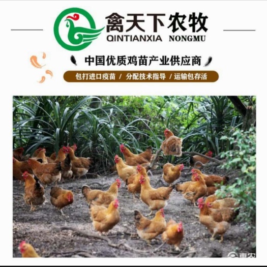 广州 文昌母鸡苗禽天下20年老店包疫苗包路损全国发货放心买卖