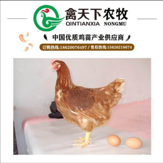 广州 罗曼褐蛋鸡苗 海兰褐蛋鸡母苗禽天下20年老店全国发货放心买