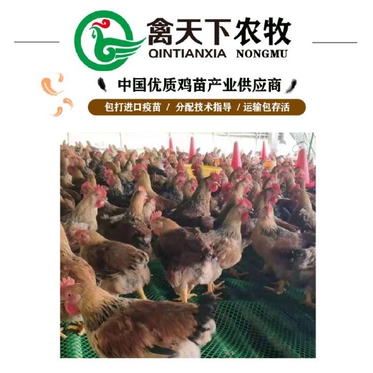 广州 胡树强K80偏黄麻黄公鸡苗20年老店包疫苗包路损值得放心买