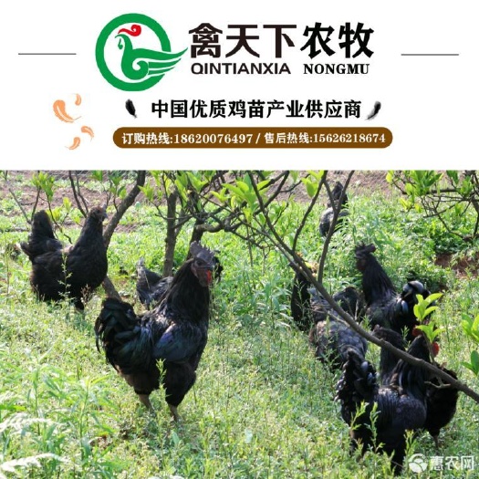 广州 五黑绿壳蛋公鸡苗禽天下20年老店包疫苗包路损全国发货