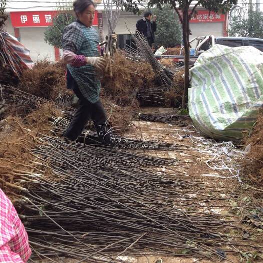 梨树苗黄金梨苗早晚熟梨子嫁接苗南方梨树苗当年结果包技术