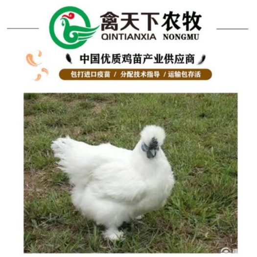 广州 竹丝鸡苗竹丝鸡禽天下20年老店包疫苗包路损全国发货放心买卖