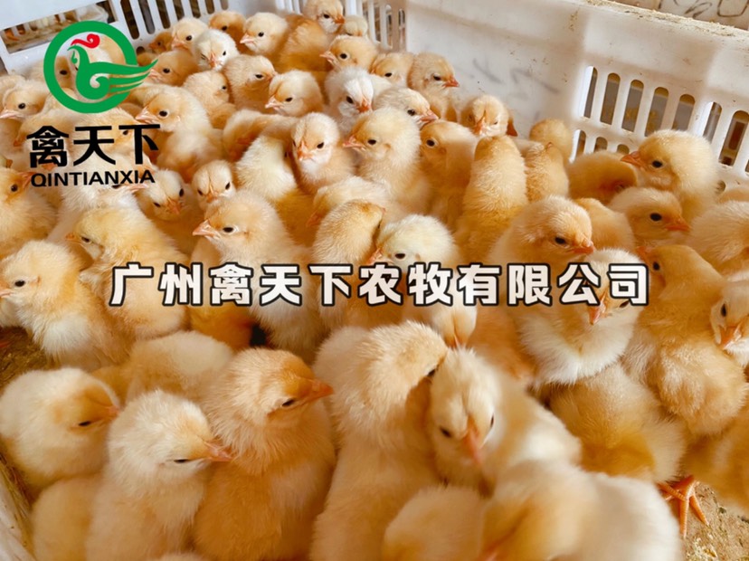  三黄土鸡2号母禽天下鸡苗包疫苗包路损全国发货值得放心买卖