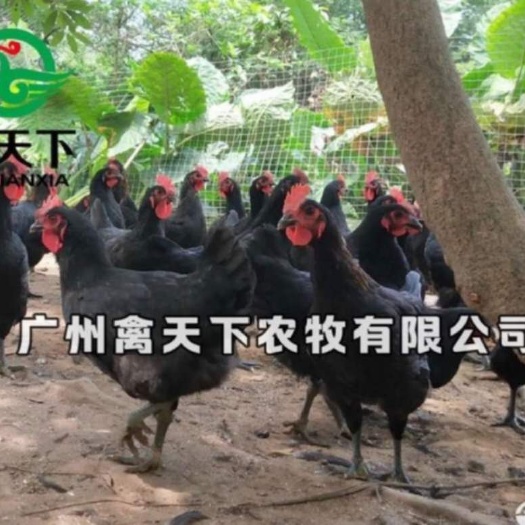 广州 黑土鸡苗黑脚鸡苗全黑鸡苗土鸡苗活体禽包邮
