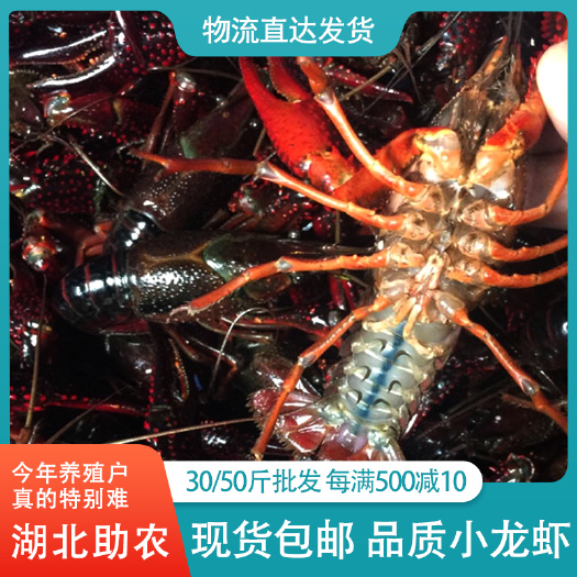 江陵县 荆州潜江小龙虾 中青虾 规格硬 底板干净 肉质鲜嫩 全国直发