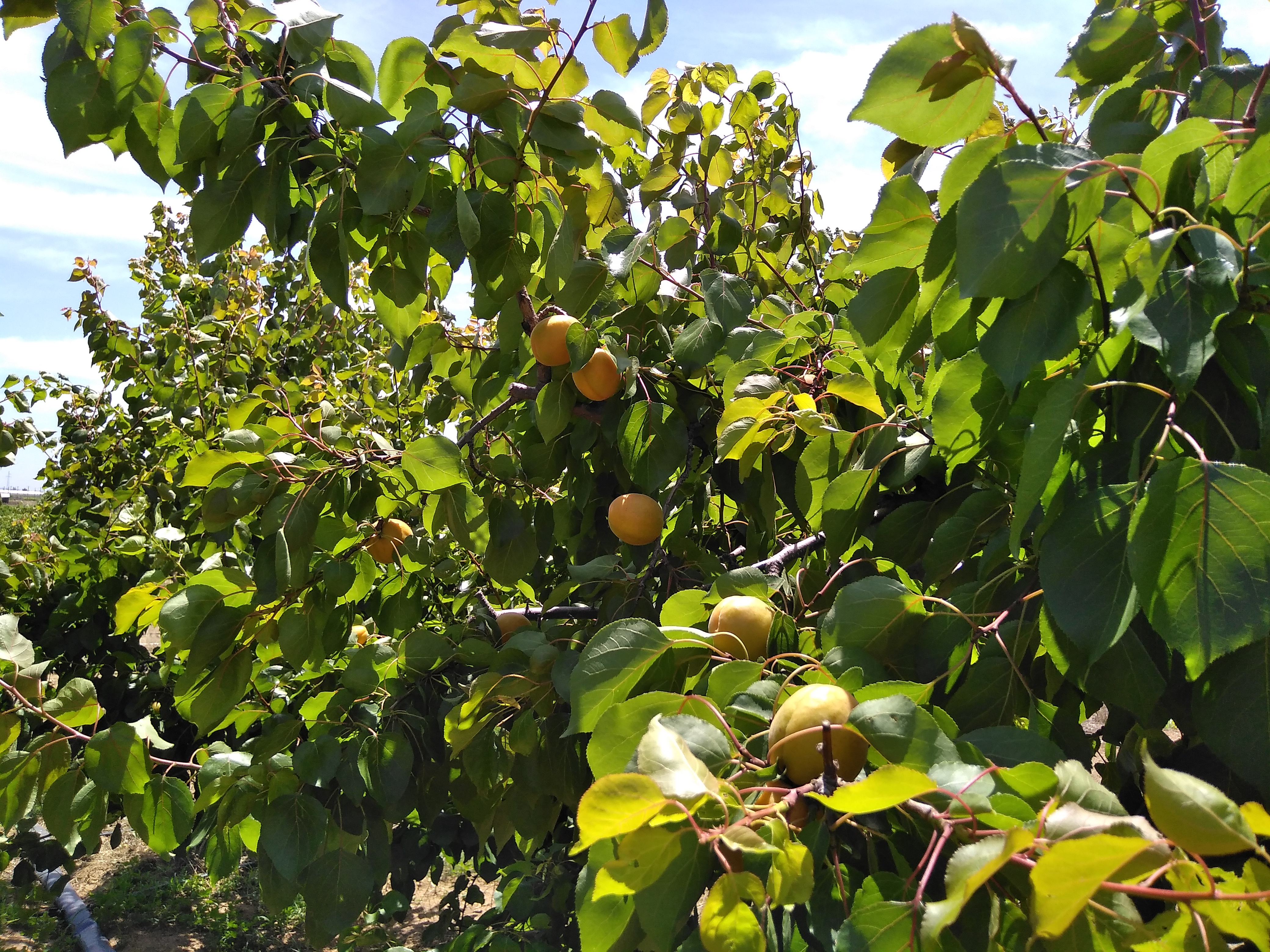  陕西大荔金太阳凯特大黄杏大产量批发