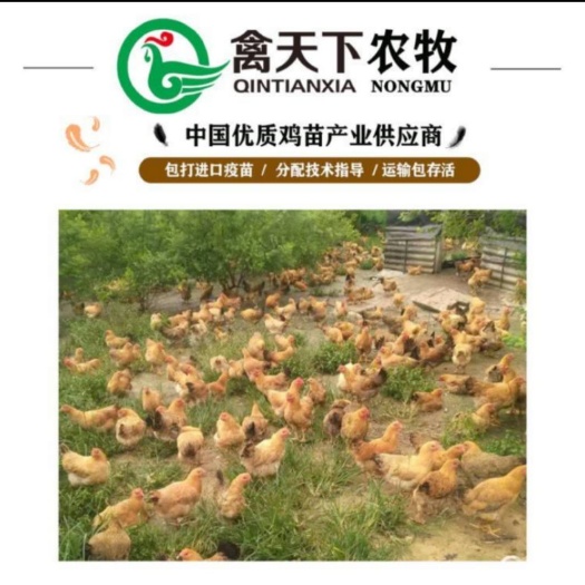广州 鸡苗k80胡树强偏黄麻黄母鸡苗禽天下20年老店包疫苗包路损