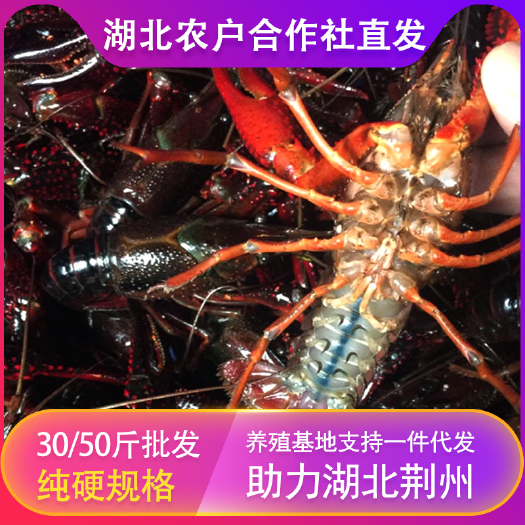 江陵县 荆州潜江小龙虾 大中小红虾 水产批发 一手养殖货源 全国直发