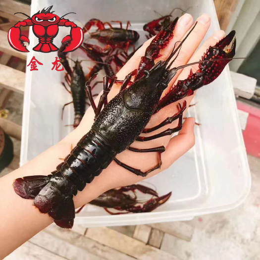 金湖县江苏金湖龙虾 特大精品龙虾批发 1两多炮头 酒店 金龙生态龙虾集团