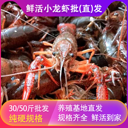 江陵县 监利潜江小龙虾大中小青虾红虾硬规格产地直发