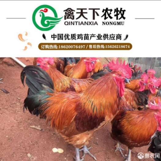 广州红瑶鸡苗 大红瑶土鸡公苗禽天下20年老店包疫苗包路损全国发货放心买卖