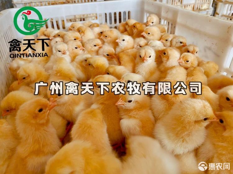  三黄土鸡2号母禽天下鸡苗包疫苗包路损全国发货值得放心买卖