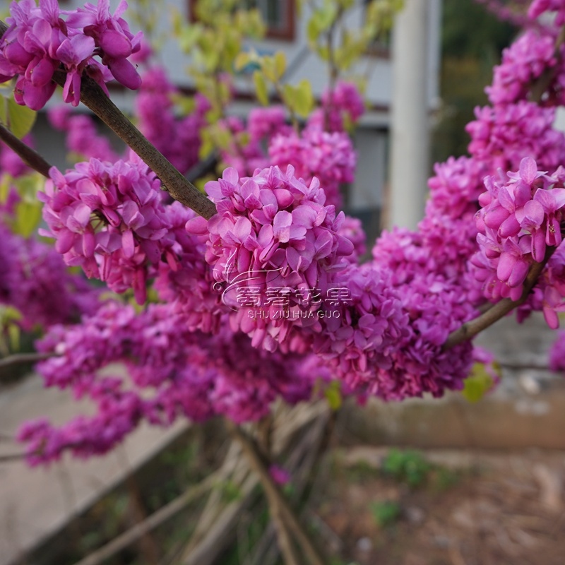 红花紫荆  四川园林绿化苗紫荆树苗围栏花卉树苗庭院盆景花卉