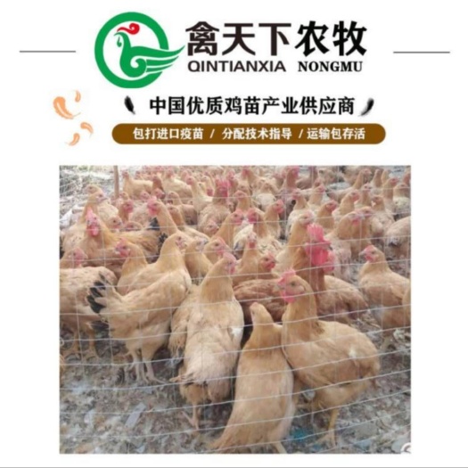 广州三黄鸡苗 三黄土鸡3号母苗禽天下20年老店包疫苗包路损全国发货放心买卖