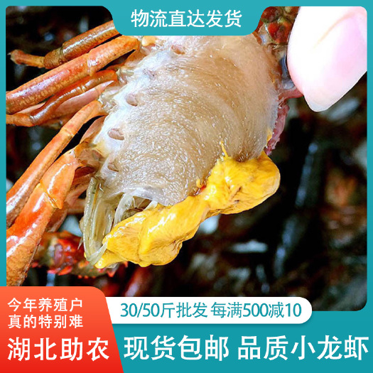 江陵县 清水小龙虾 荆州潜江小龙虾 底板干净肉质肥美 大中小青小龙虾