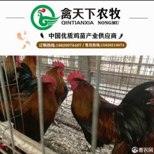 广州 青脚土鸡苗1号禽天下20年老店包疫苗路损全国发货放心买卖