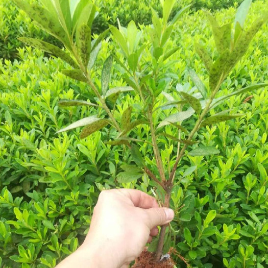 郴州 毛杜鹃绿化小苗批发 杜鹃苗一株价格多少