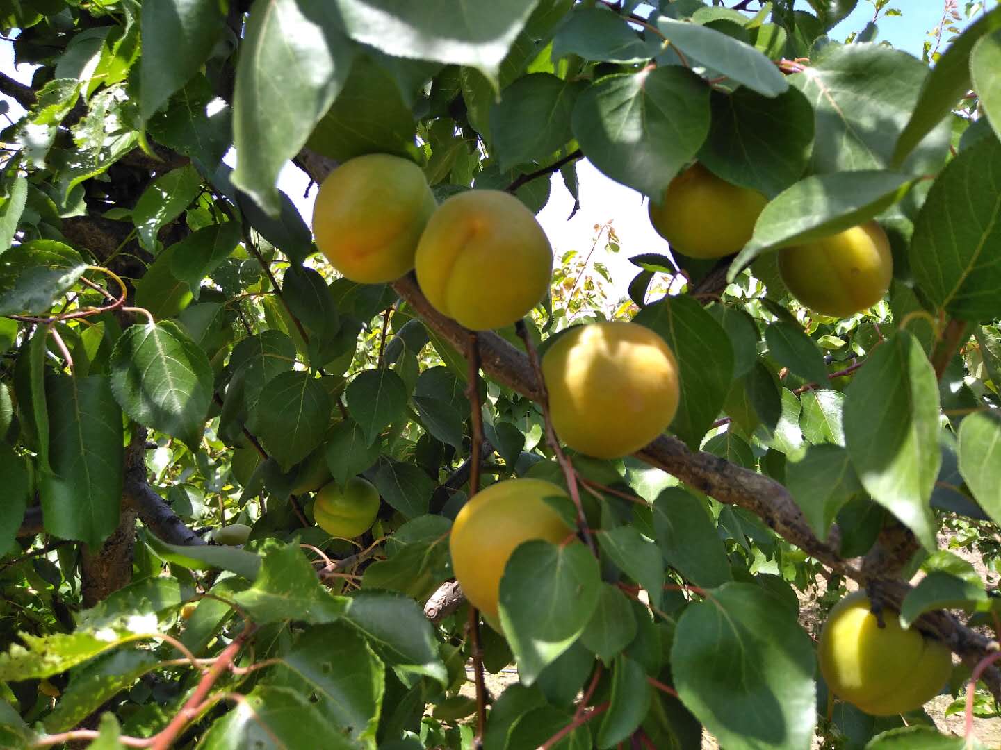  陕西大荔金太阳凯特大黄杏大产量批发