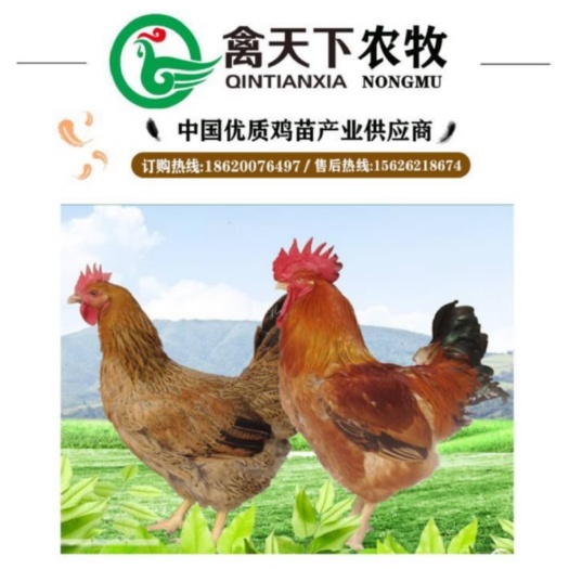 广州 良凤花母鸡苗禽天下20年老店包疫苗包路损全国发货放心买卖