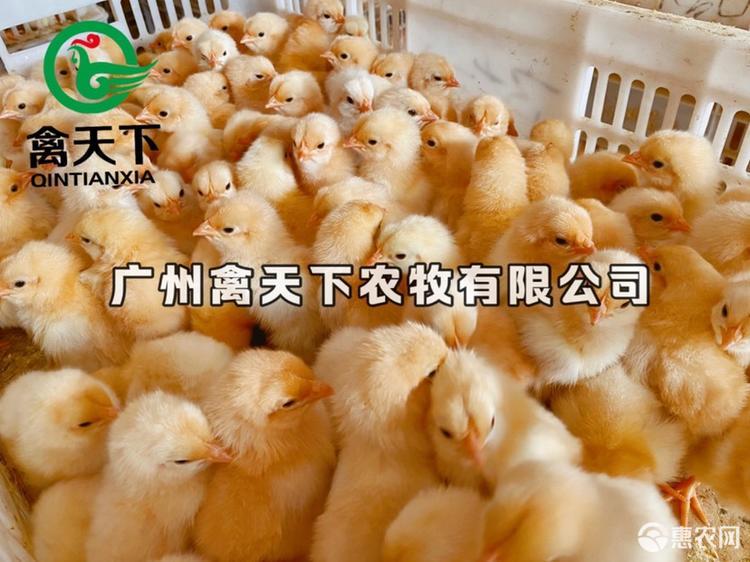  三黄土鸡2号母禽天下鸡苗包疫苗包路损全国发货值得放心买卖