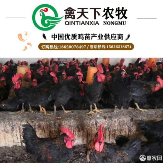 广州 黑土2号鸡苗禽天下黑羽土鸡2号公苗包做疫苗包路损全国发货