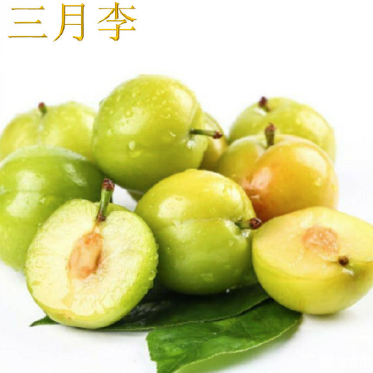 云霄县 三月李