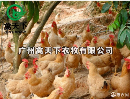 广州 三黄鸡鸡苗土二号母鸡苗 禽天下农牧包疫苗包路损全国发货