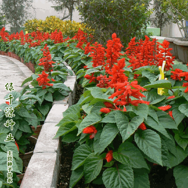 沭阳县一串红种子一串红新种子节节高爆仗红包邮花坛花园盆栽