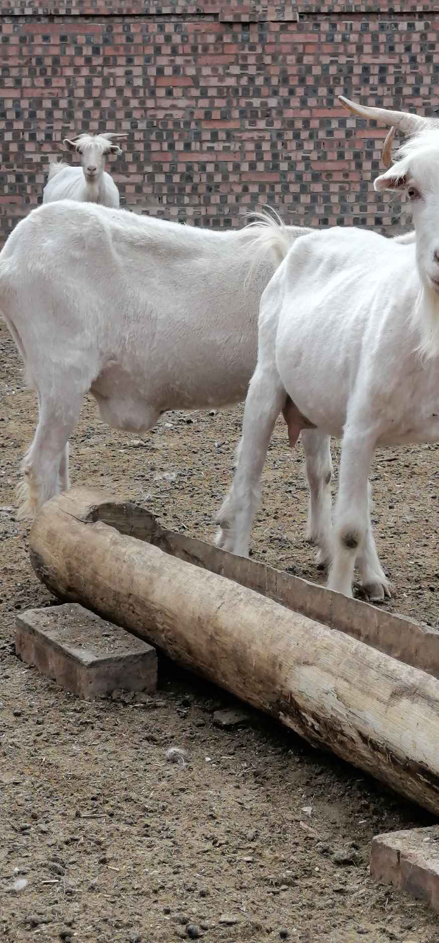 羊肚子底下有一个包请问是肿瘤么该怎么治疗