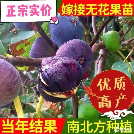 平邑县 高产无花果树苗 当年结果、死苗补发