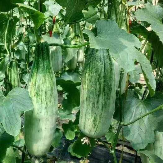 寿光市羊角蜜甜瓜苗  羊角蜜