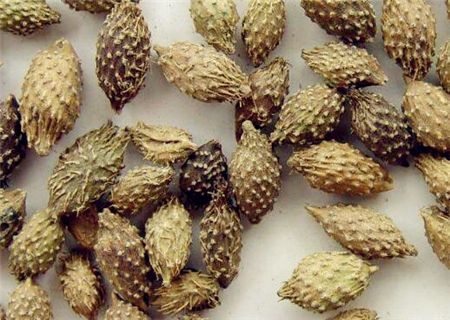 昆明苍耳子农产品云南特产农副产品