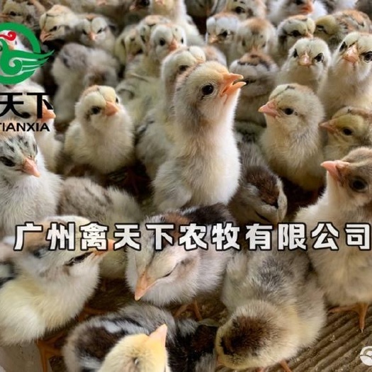 广州 禽天下彩凤公鸡白芦花鸡苗包疫苗包路损全国发货