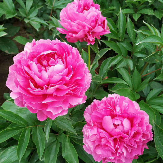 郓城县 菏泽牡丹区牡丹基地牡丹芍药鲜花种植批发销售